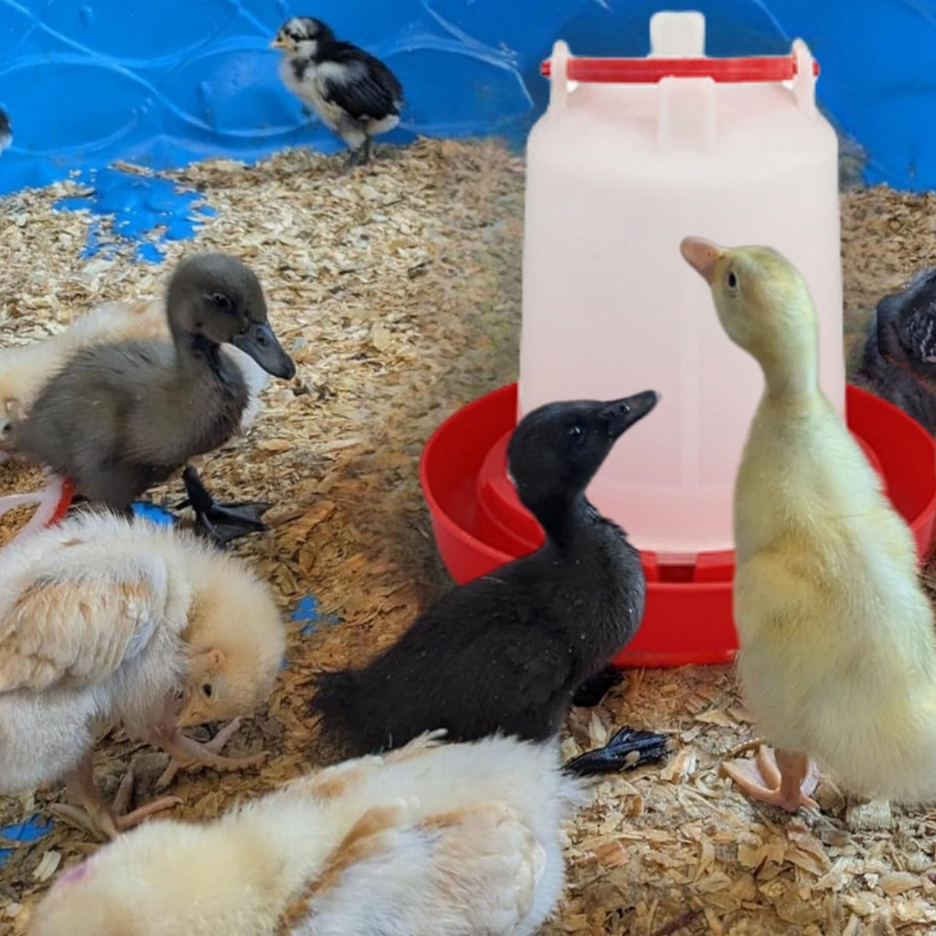4 Pack 1 L Plastic Poultry Waterer A483591